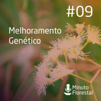 Minuto Florestal #09 - 17 - 12 - 2017 - Melhoramento Genético