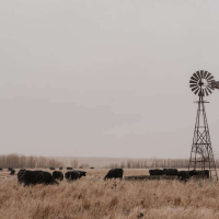 988 - U.S. Fun Facts: Kansas