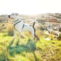 223 - Nosso 2018 do Inglês Nu E Cru 