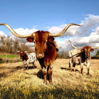 994 - U.S. Fun Facts: Texas