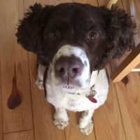 315 - Não aprenda gramática... Até você realmente precisar