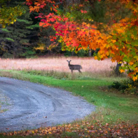800 - Tudo o que você precisa saber sobre o Maine!