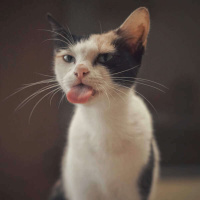 1023 - Como pronunciar o som do IH em inglês