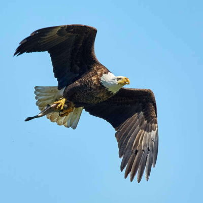 Inglês Nu E Cru Rádio