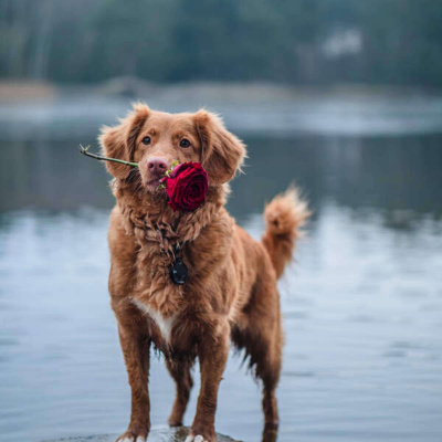 Inglês Nu E Cru Rádio