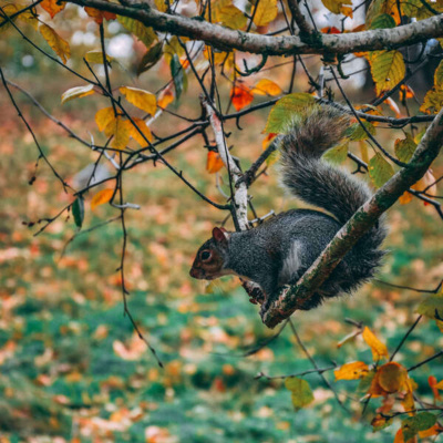 Inglês Nu E Cru Rádio