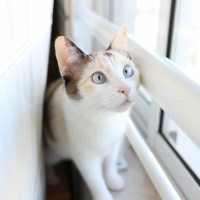 Ep. 2 - Ser Adoptado Por Um Animal