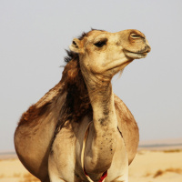 Ep. 4 - Grande Seca!