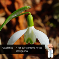 070 Galanthus – A flor que aumenta nossa inteligência!