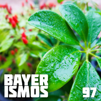 Bayerismos