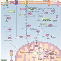 Genecast #012 - Erros Inatos do Metabolismo