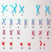 Genecast #026 - O Cariótipo