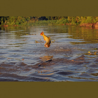 Vivendo uma vida onde o peixei pula no barco