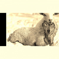 Lobos em pele de ovelha