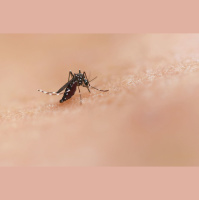 Brasil e Angola discutem estratégias contra epidemias causadas por mosquitos