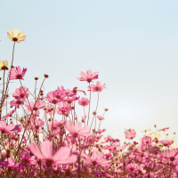 Guided Meditation for Overcoming Anxiety