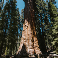 Nature as a Teacher - Guided Meditation 