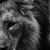 Manifest Your Dreams: Lion’s Gate Portal Guided Meditation