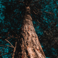 Integrity - Guided Meditation