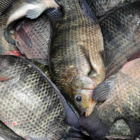 Importação de tilápia vietnamita e possível nova classificação acendem alerta na piscicultura catarinense