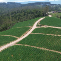 Orleans vai pagar até R$ 1,2 mil em bônus fiscal a agricultores que emitirem notas fiscais