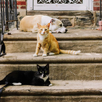 Urussanga supera 400 castrações e microchipagens de animais em 2025