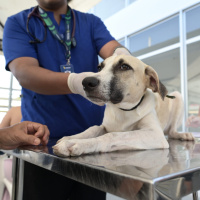 Treviso abre inscrições para Mutirão de Castração de cães de médio e grande porte