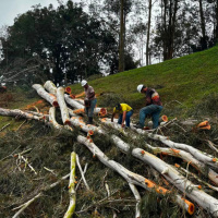 Defesa Civil e Bombeiros removem árvores de risco e reforçam ações preventivas em Lauro Müller