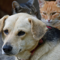 Treviso fortalece políticas de proteção animal e convoca população para censo de cães e gatos