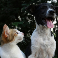 Programa Pet Levado a Sério segue com inscrições abertas até o dia 25 para castrações e capacitações em bem-estar animal