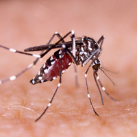 Orleans confirma novos focos do mosquito Aedes aegypti e reforça alerta à população
