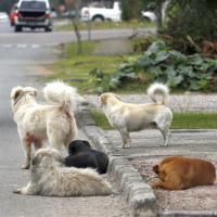 Moradores de Guatá relatam preocupação com aumento de cães soltos nas ruas