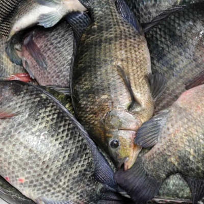 Rádio Cruz De Malta Am 830