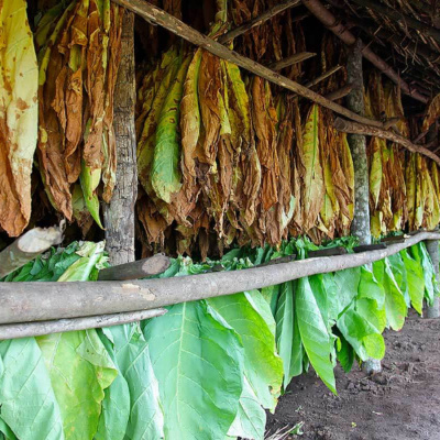 Rádio Cruz De Malta Am 830