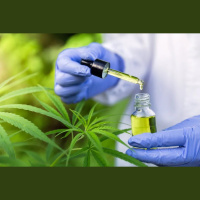 Novas regras devem baratear acesso à cannabis medicinal no Brasil, analisa especialista