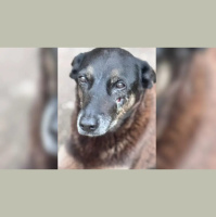 Caso do cachorro Orelha reacende debate sobre maus-tratos a animais no Brasil e mostra lacunas na legislação