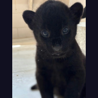 Filhotes de onça-preta com rara mutação genética nascem no Animalia Park