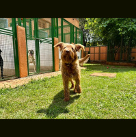 Prefeitura promove iniciativa de adoção de pets no feriado da Proclamação da República