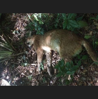 Como a população pode ajudar animais silvestres que aparecem na cidade?