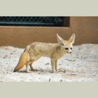 Raposinha-do-deserto que inspirou personagens de Zootopia e Pokémon chega ao Zoológico de SP