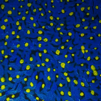 Motivation with Hitesh