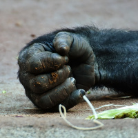 A Pata do Macaco - W.W. Jacobs