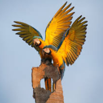 Histórias infantis de Pai para Filha