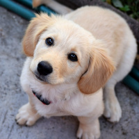  Hoje é celebrado o Dia Nacional dos Animais 