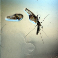 RJ lidera o número de casos de chikungunya no Brasil