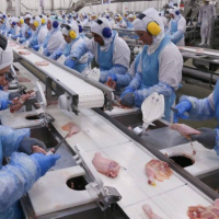 Entra em vigor hoje a medida que proíbe países da União Europeia de importar carne de frango de 20 frigoríficos brasileiros.