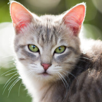 Animais de estimação podem visitar pacientes nos hospitais públicos e privados do Rio de Janeiro