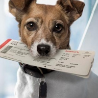 Veterinário alerta para cuidados durante a viagem com o pet