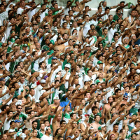 Reagir como um búfalo fortalece a manada e enfraquece o raciocínio!