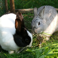 1.3.14A 故事《小白兔和小灰兔》